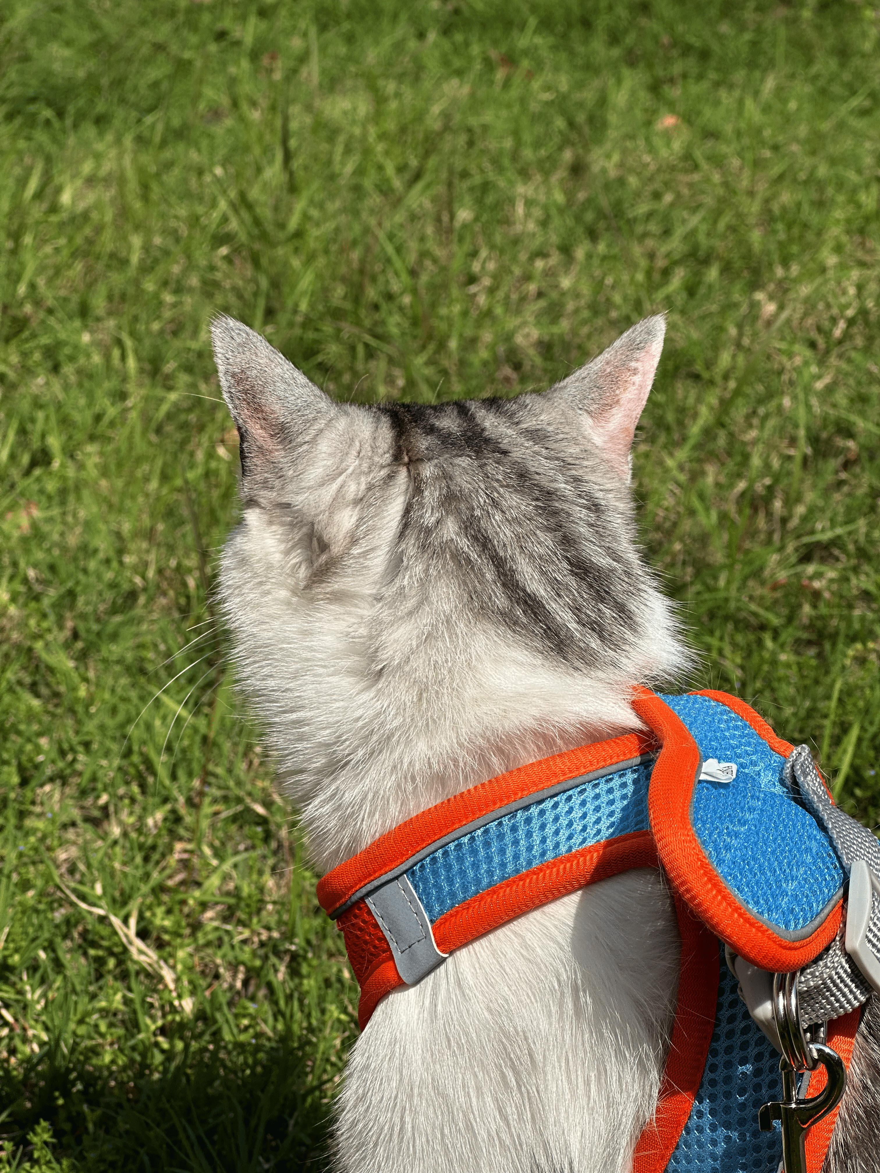 这是我的小猫。