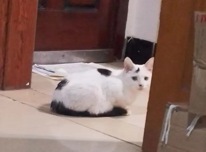 是只流浪了很久的小流浪